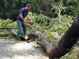 Tome, NM Tree Care  Company